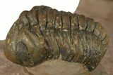 Two Metacanthina Trilobites With Reedops - Lghaft, Morocco #284059-8